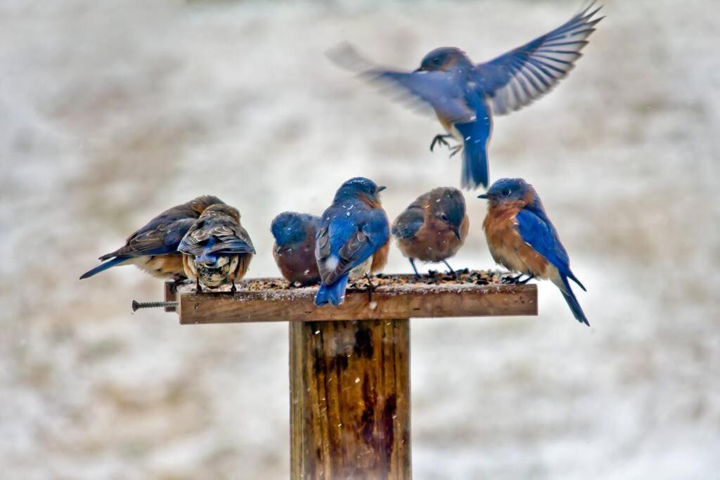 Bluebirds Nest 10 Min To Avl Biltmore Hot Tub Cont Bkfst Sparkling Water Asheville Exterior foto